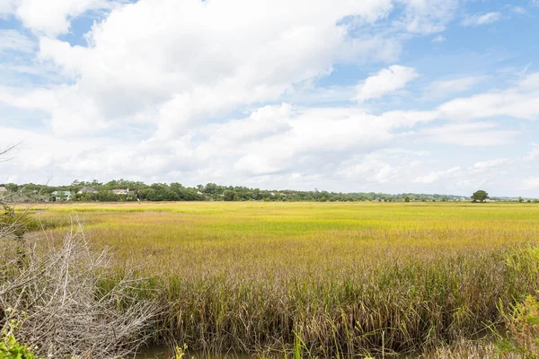 Goud en groen gras in wetland marsh — Stockfoto