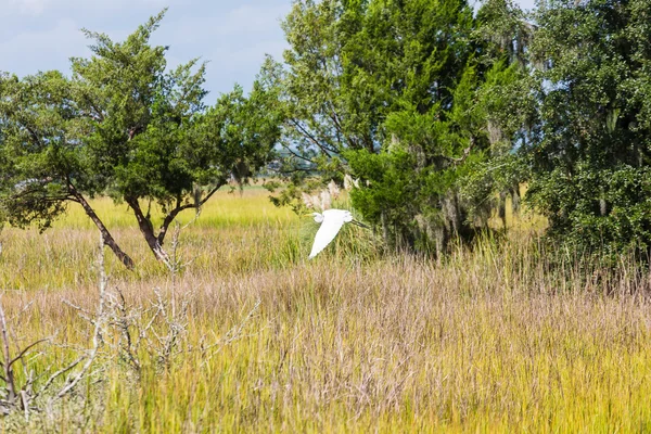 Grulla nevada sobrevolando el pantano — Foto de Stock