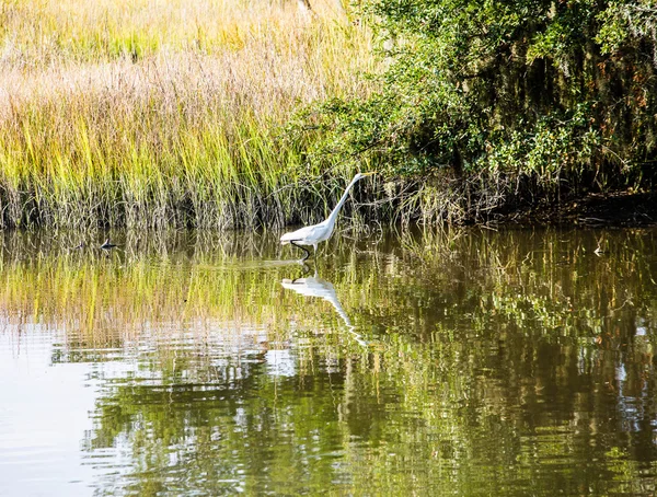 Weiße Seidenreiher watet im Sumpf — Stockfoto