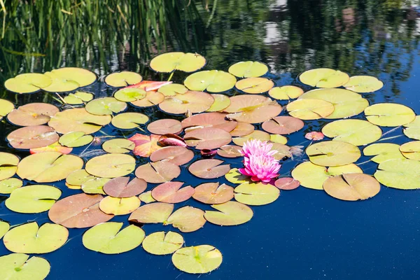 Блискучий Lillies на колодки в ставку — стокове фото