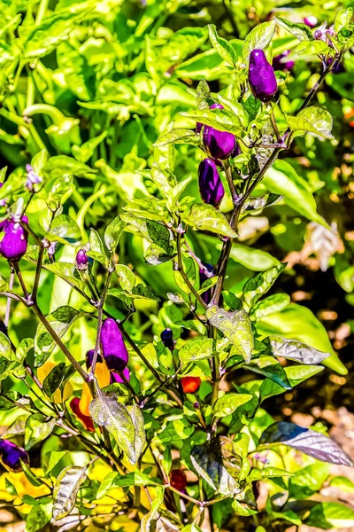 紫色辣椒的豆荚在花园 — 图库照片