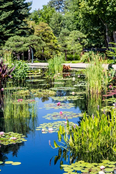 Lilly Pads and Cattails in Blue Lake — Stock Photo, Image
