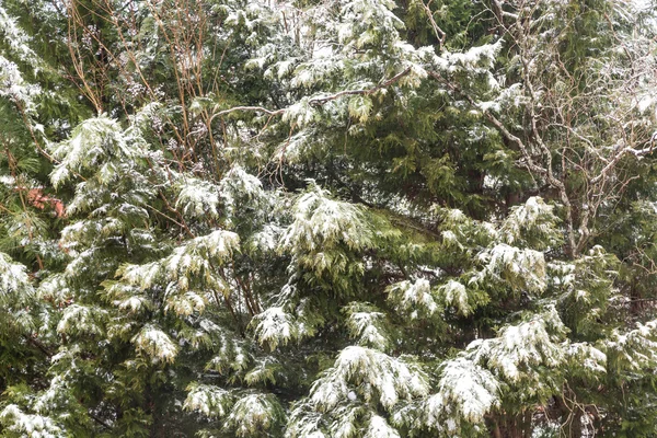 Nieve fresca en los cipreses — Foto de Stock