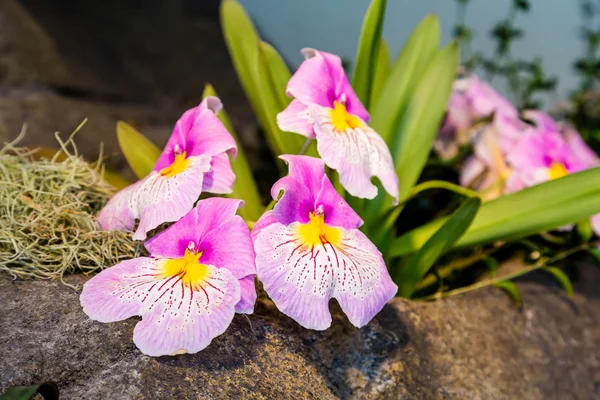 黄色和粉红色的兰花 — 图库照片