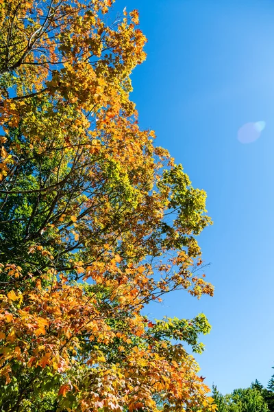 Maple Tree in Early Autumn — Stock Photo, Image