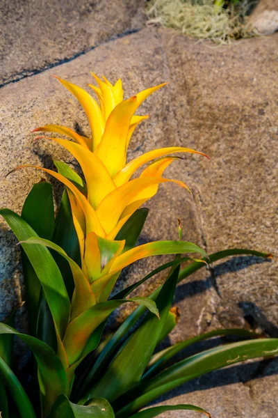 Yellow Orchid Over Rocks — Stock Photo, Image