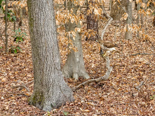 Halcón encaramado en el árbol — Foto de Stock