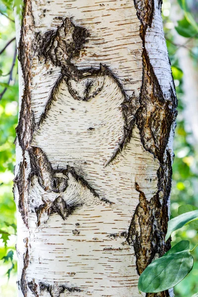 Bétula branca na floresta — Fotografia de Stock