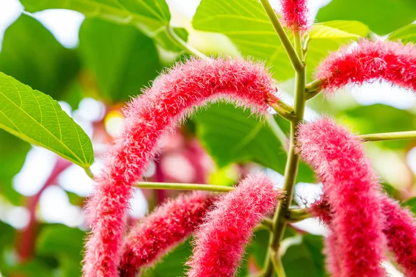 Closeup of Fuzzy Purple Orchids — Stock Photo, Image