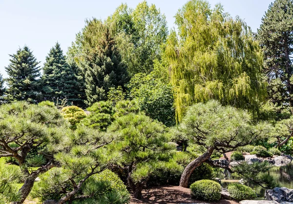 Pini e salici piangenti nel parco — Foto Stock