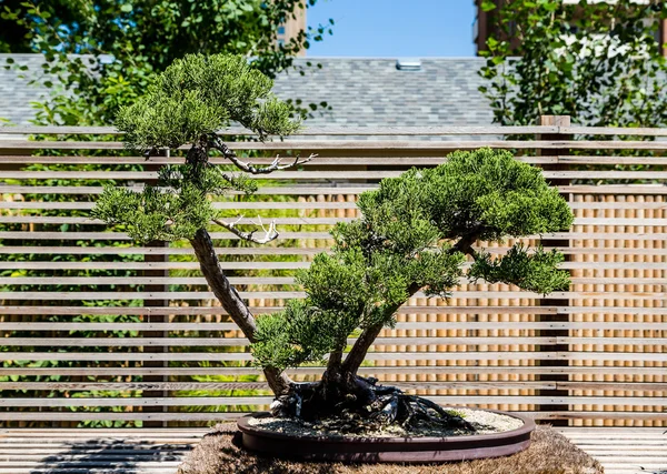 Bonsai träd i trädgården — Stockfoto