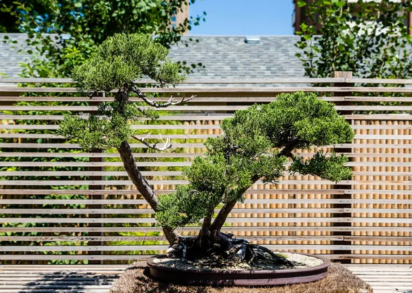 Bonsai fa a kertben — Stock Fotó