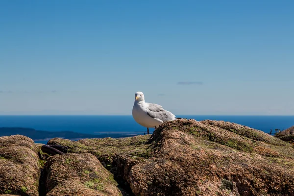 Gaivota na montanha Olhando para a câmera — Fotografia de Stock