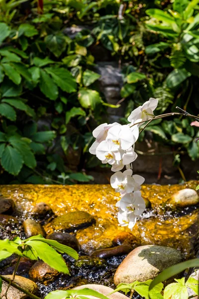 Orchidee bianche sopra il flusso — Foto Stock