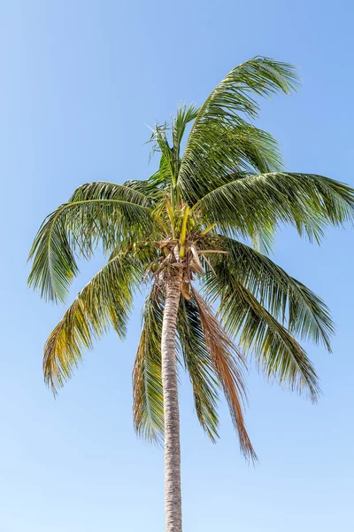Цветение кокосовой пальмы на голубом фоне — стоковое фото