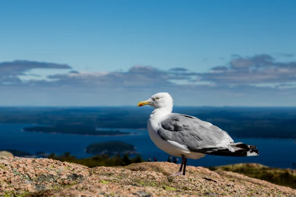 Gaivota com mar no fundo — Fotografia de Stock