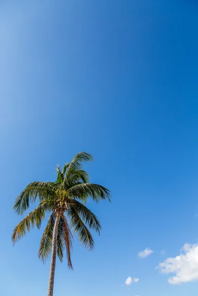 椰子树在灿烂的天空 — 图库照片