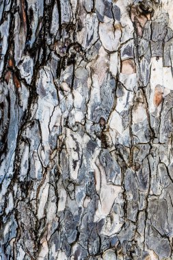 Yaşlı bir ağaç üzerinde kaba ağaç kabuğu