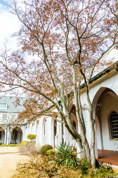 Árbol por arcos en el patio de la iglesia —  Fotos de Stock