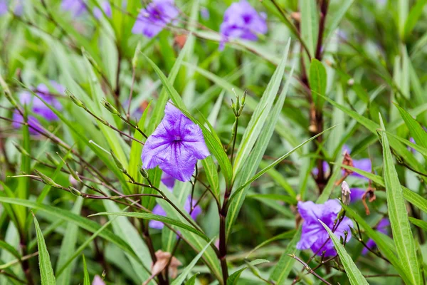 Fleurs violettes dans le jardin vert — Photo