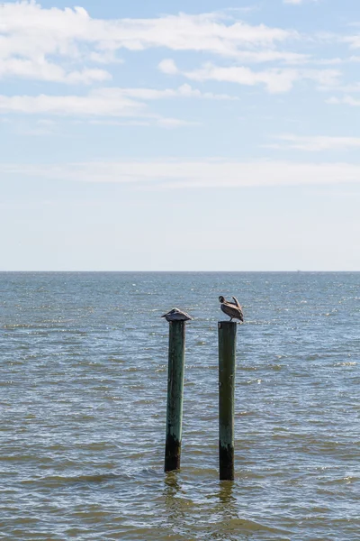 Two Brown Pelicans on Wood Posts in Ocean — Stock Photo, Image