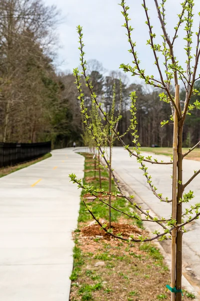 New Trees Along Walkway in Park — Stock Photo, Image