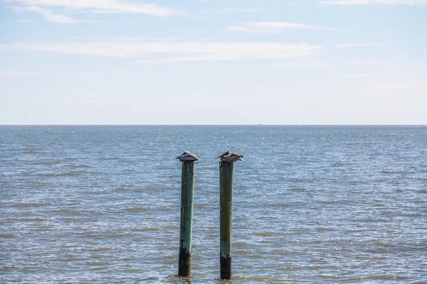 Two Pelicans Resting on Poles — Stock Photo, Image