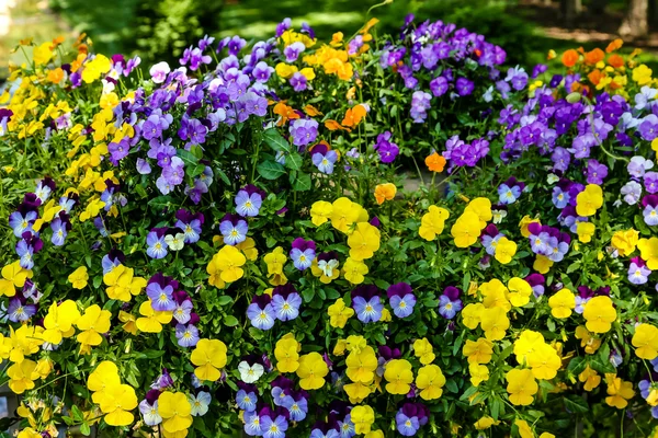 Pansies amarelas e roxas no jardim formal — Fotografia de Stock