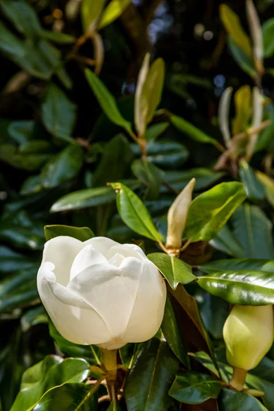 Apertura fioritura Magnolia bianca — Foto Stock