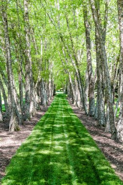 Huş ağaçları arasında yemyeşil yeşil çimen