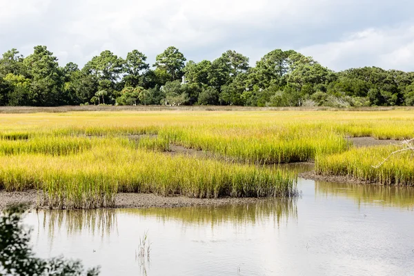 Yeşil Marsh otlar — Stok fotoğraf