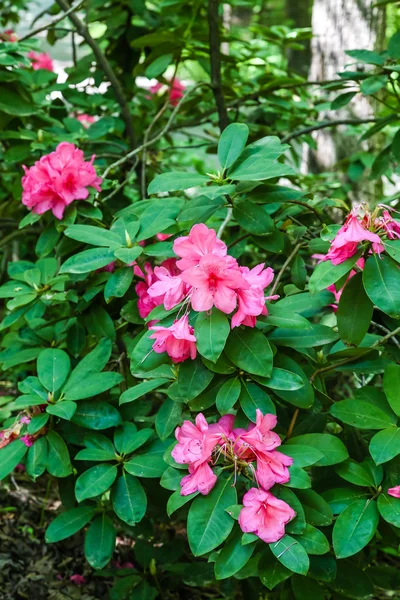 Rosa Rhododendron — Stockfoto