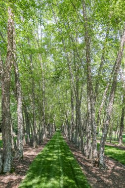 Bahar büyüme huş ağaçları hatları üzerinde