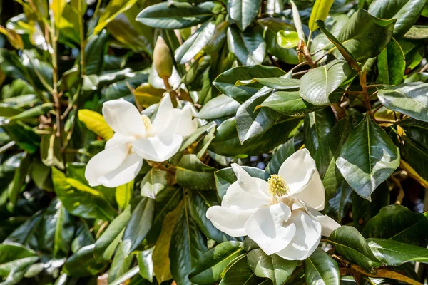 Magnolia Blossoms on Summer Trees — Stock Photo, Image
