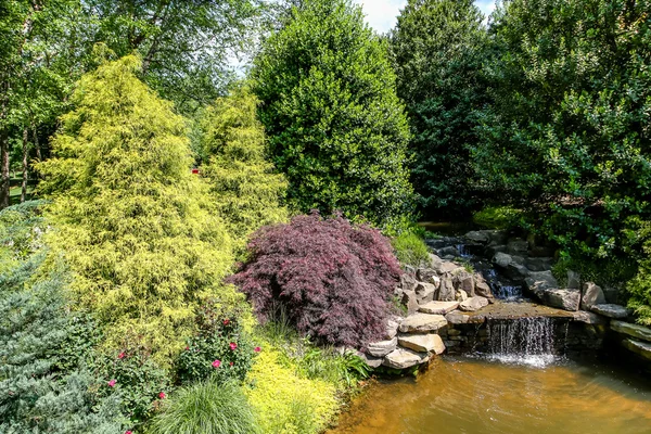 Maples by Pond — Stock Photo, Image