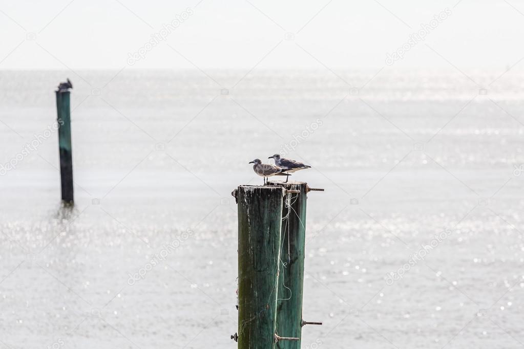 Two Seagulls on Old Wooden Posts