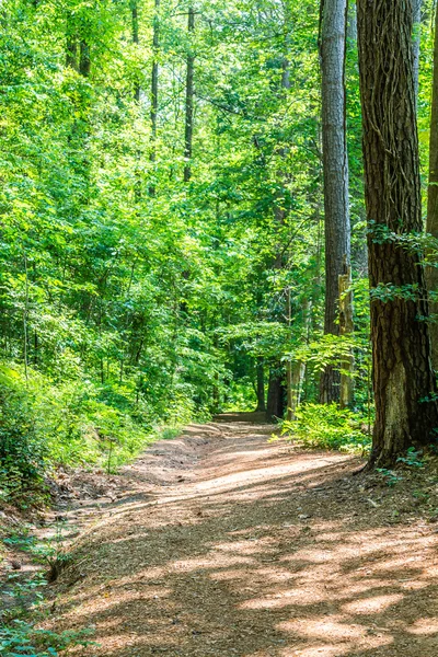 Sentiero della sporcizia attraverso foresta primaverile — Foto Stock