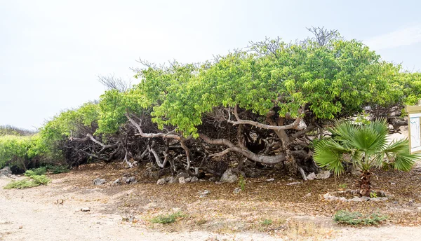 Rad med Manchineel träd — Stockfoto