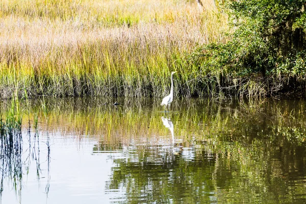 Wading Egret by Grass — Stock Photo, Image