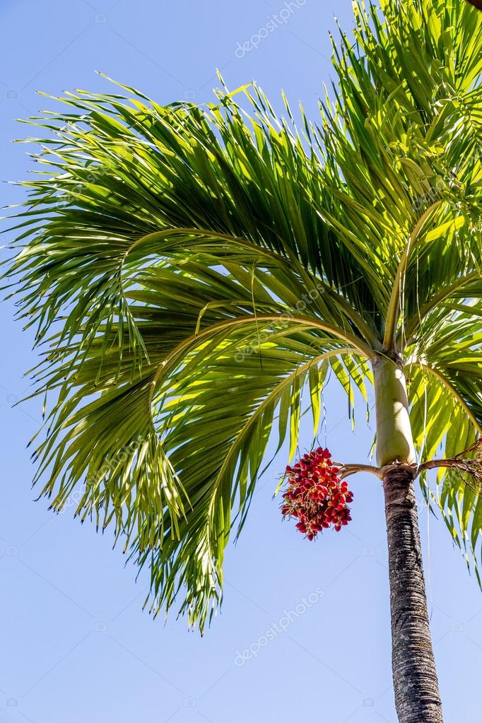 Palm tree with red fruit Red Fruit on Palm Tree Under Blue Sky