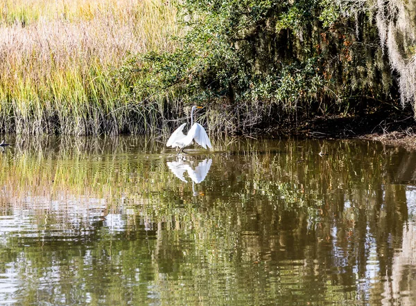 Egret correndo através de pântano — Fotografia de Stock