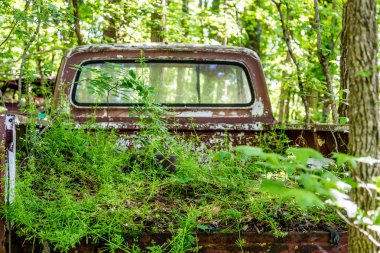 Weeds Growing in Bed of Pickup Truck