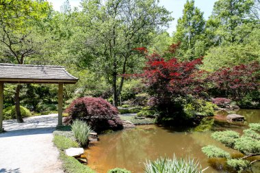 Japanese Maples and Garden