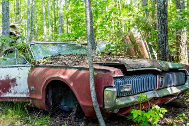 Old Cougar GT in Woods