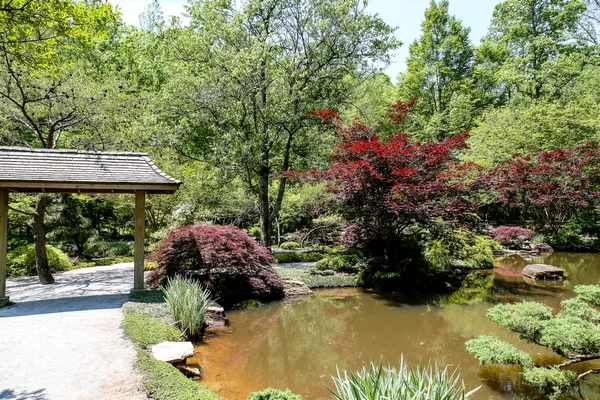 Épinards japonais et jardin — Photo