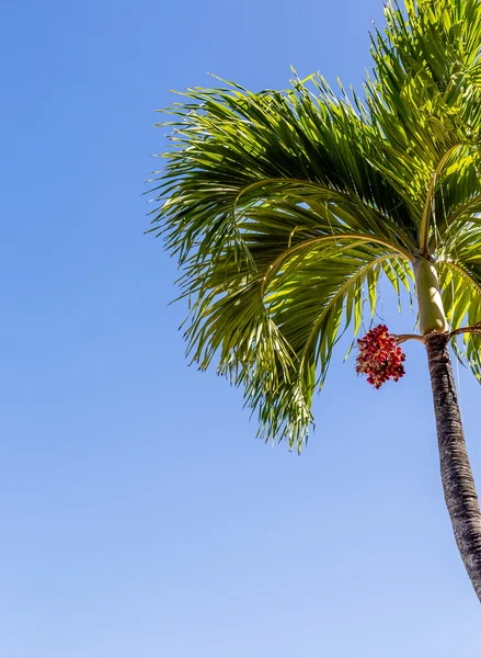 Дерево пальмы с красными фруктами и голубое небо. — стоковое фото