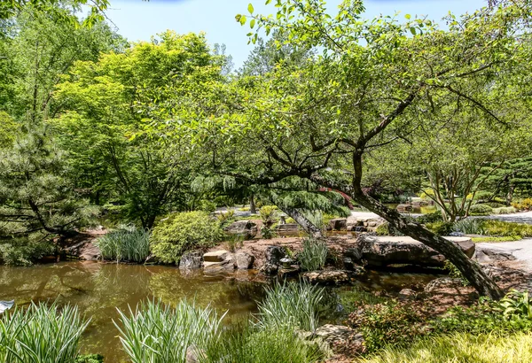 Trees Around Garden Pond — Stock Photo, Image