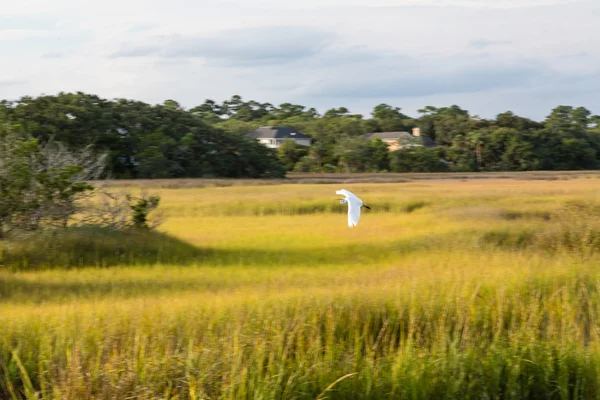 Snow Egret Flying Over Marsh Grass — Stock Photo, Image