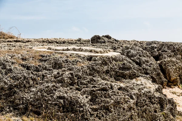 Bed of Black Coral Stock Photo