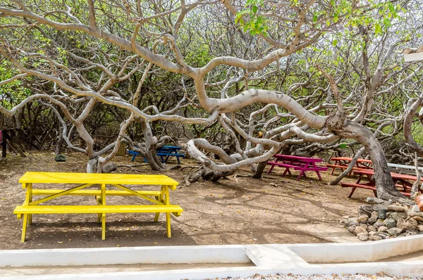 Colorful Picnic Tables Under Manchineel Trees — Stock fotografie